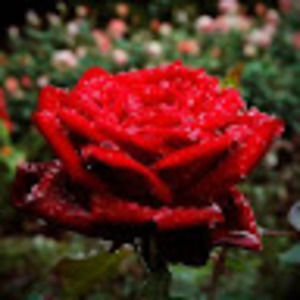 Meet your Posher, Yisfalign